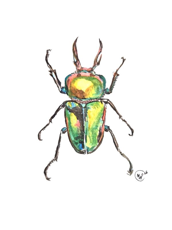 Scarab Beetle, watercolour