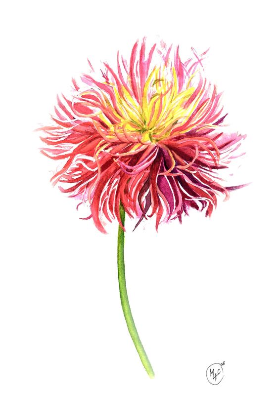 Spaghetti Dahlia, watercolour