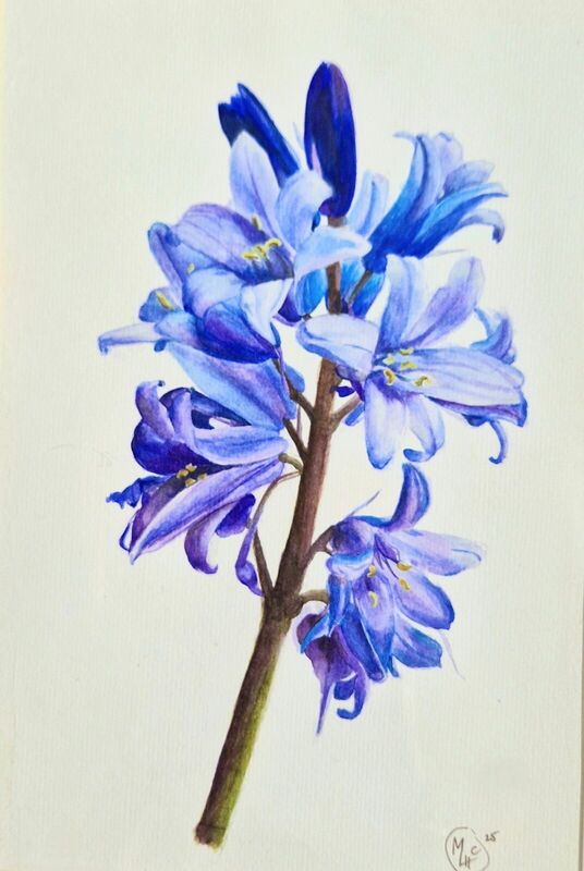 Spring Bluebell, watercolour